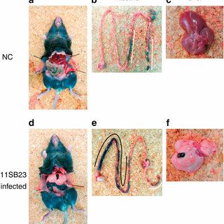 Figure 4: Macroscopic changes in LPHV-infected mice. C57BL/6 mice injected with PBS (NC; a–c) and high inoculum dose of the 11SB23 strain (d–f) were dissected at 5 d.p.i. Whole body, intestine and liver photographs are shown. Bleeding region in the small intestine of 11SB23-infected mouse is indicated by black line (e), and faeces in colon and rectum were indicated by white line.