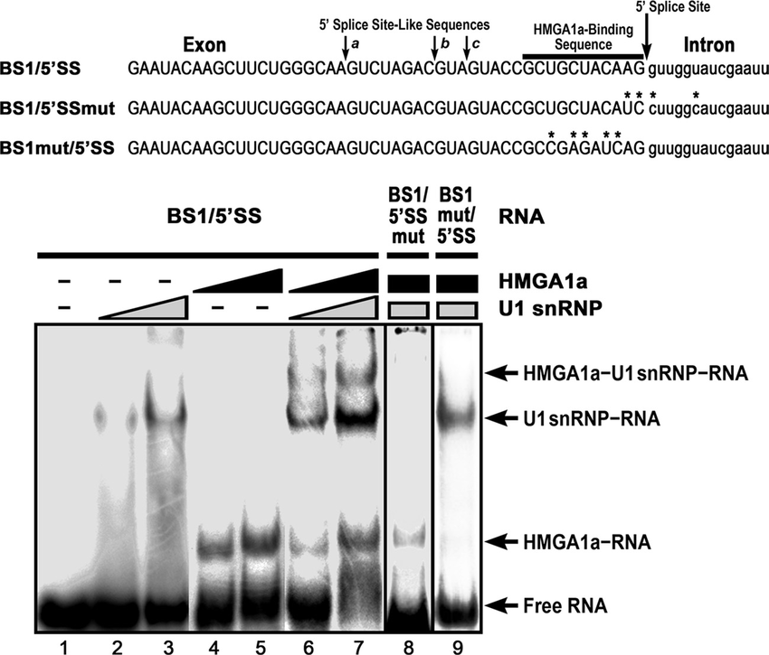 HMGA1a-U1 snRNP complex formation depends on the HMGA1a binding sequence and adjacent 5 splice site. (Top) Aligned sequences of the short RNAs that contain a single copy of the HMGA1a-binding sequence (18) and adjacent 5 splice site. Asterisks indicate mutated bases. The same HMGA1a-binding sequence mutations introduced in the decoy oligoribonucleotides lost their competitive effect to restore exon inclusion (19). The authentic 5 splice site and the three potential pseudo 5 splice sites (a, b, and c) are indicated by arrows. (Bottom) The complexes on 32 P-labeled RNAs with HMGA1a and/or U1 snRNP analyzed by EMSA. Arrows indicate the discrete shifted complexes. Increasing amounts of purified U1 snRNP (0, 141, and 282 ng in 15 l) and recombinant HMGA1a (0, 191, and 383 ng in 15 l) are indicated by minus signs and triangles. Fixed amounts of U1 snRNP (282 ng in 15 l) and HMGA1a (287 ng in 15 l) are indicated by rectangles.  