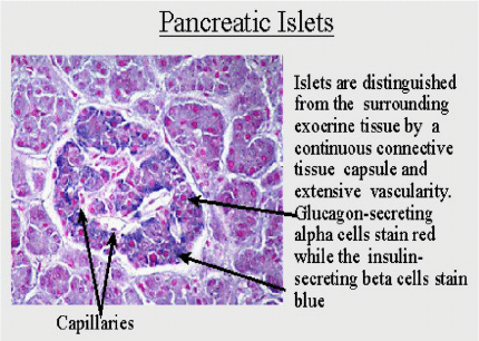 Histological Section Of The Pancreas Courtesy Www Webanatomy Net Download Scientific Diagram