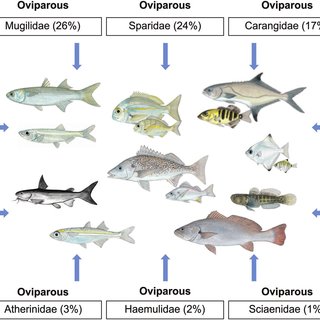 oviparous fish