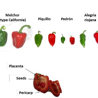 PDF) Antioxidant Profile of Pepper (Capsicum annuum L.) Fruits Containing  Diverse Levels of Capsaicinoids