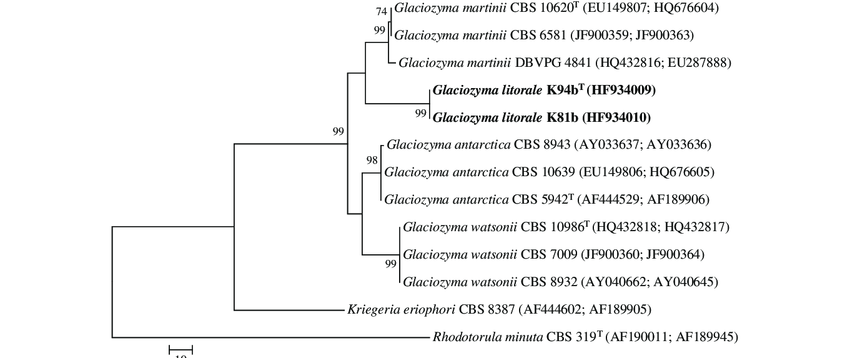 Maximum parsimony tree based on combined ITS1-5.8S-ITS2 region and D1/D2 domains of the LSU rDNA sequences for Glaciozyma litorale sp. nov. The numbers given on branches are frequencies ([50 %) with which a given branch 