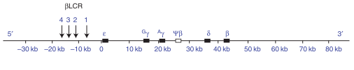 β globin gene cluster on chromosome 11. Locus control region (LCR) which contains four DNA hypersensitivity (HS) sites is the major site for interaction of erythroid specific transcription factors. Four active genes including ε, G, A, and β are mapped. Each of these genes expresses in certain periods of human development with the β gene as the main expressing gene in adulthood. Also, a pseudo β-like gene is located between A and genes.(adapted from Thein et al, 2013)(6). 