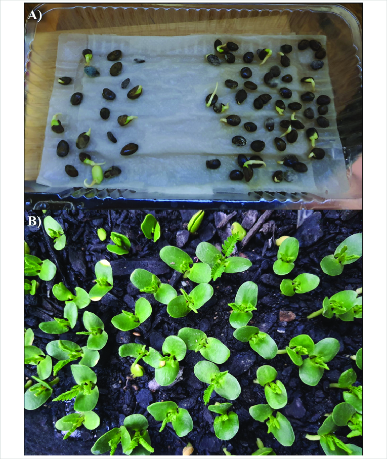 Production of Acacia caven Plants. (A) Germination Tray. (B) Seedling.