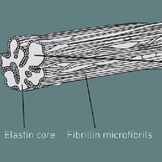 elastic fibers diagram