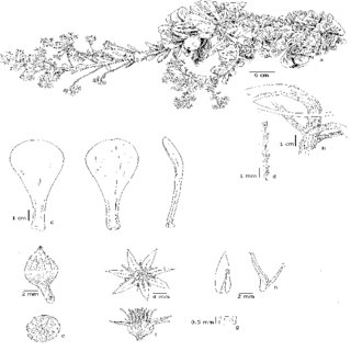 Aeonium X Bornmulleri A Banares Nothosp Nov A Planta Adulta B Download Scientific Diagram