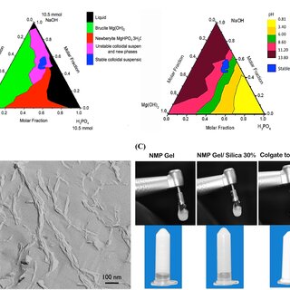 Identification, characterization, nanocrystals morphology, and structure of the “clay‐like” NMP implant‐paste. A: Ternary diagram of the pH as a function of the molar fraction of Mg(OH)2, NaOH, and H3PO4. The stable NMP suspension can be obtained in a range of pH comprised between 7.80 and 11.20. B: Representative TEM micrograph of a freeze‐fractured carbon‐platinum replica of a 10% w/w NMP suspension showing the 3D structure and interactions of the nanocrystals composing the NMP gel. C: From the left to right; photographs of the rotary brush loaded with the NMP gel, developed implant‐paste, and the commercial toothpaste. Eppendorf tubes showing the physical aspect of the NMP gel, implant‐paste, and toothpaste; the toothpaste flows without applying mechanical shear while the other pastes do not flow.