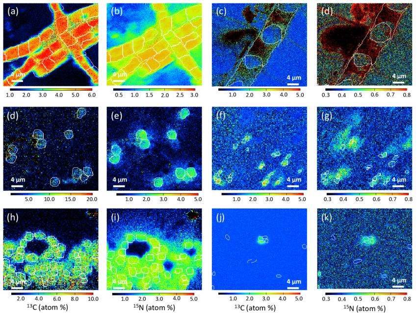 Nanosims Images Showing The Isotopic Enrichment Found In Cells After 48 Download Scientific Diagram