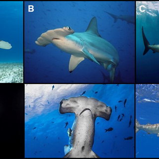 Images Of The Three Large Hammerhead Species Full Body Shots Above Download Scientific Diagram