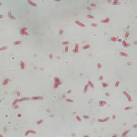 strain Bacillus Cereus BB613 