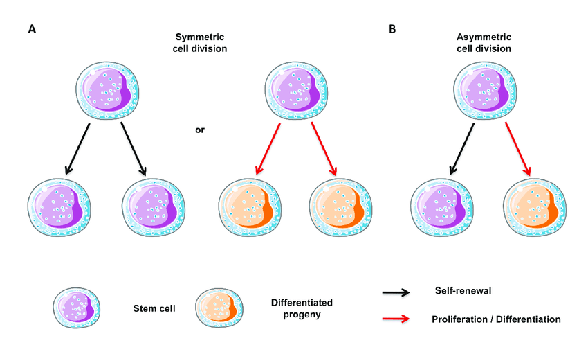Stem Cell Division And Differentiation Poster