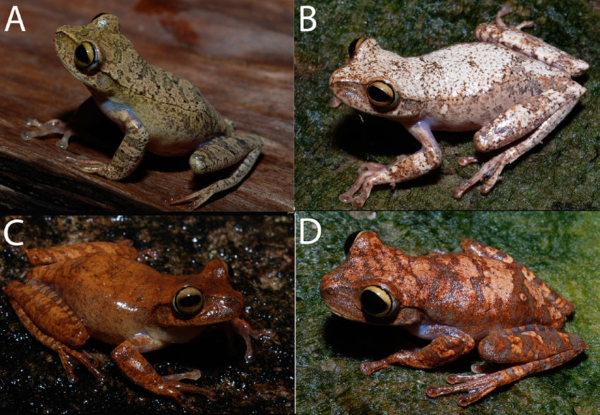 Adult males of Bokermannohyla cf. nanuzae from Catas Altas, Minas Gerais State, with different dorsolateral line patterns: (A) complete, not dashed (MNRJ 55070); (B) complete but dashed (MNRJ 66065); (C) incomplete (MNRJ 51000); (D) absent (MNRJ 66064). 