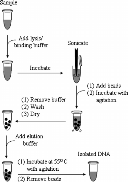 Bacterial Dna Extraction