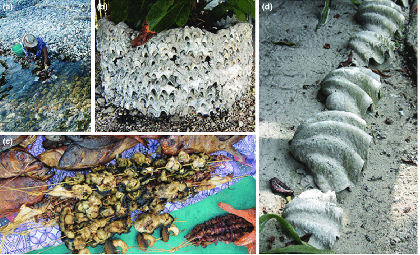 Examples of traditional fishing and uses of giant clams' meat and shells by local communities. (a) Fishing on a 'mapiko' (accumulation of giant clam shells) at Napuka atoll (French Polynesia). (b) Shells of giant clams used as flower pots in a garden on Mare Island (New Caledonia). (c) Skewers of smoked giant clams for sale at Kavieng market (Papua New Guinea). (d) Shells of the giant clam (T. gigas) and the fluted giant clam (T. squamosa) used for garden ornamentation (Kavieng). All pictures by S. Andr efou€ et.