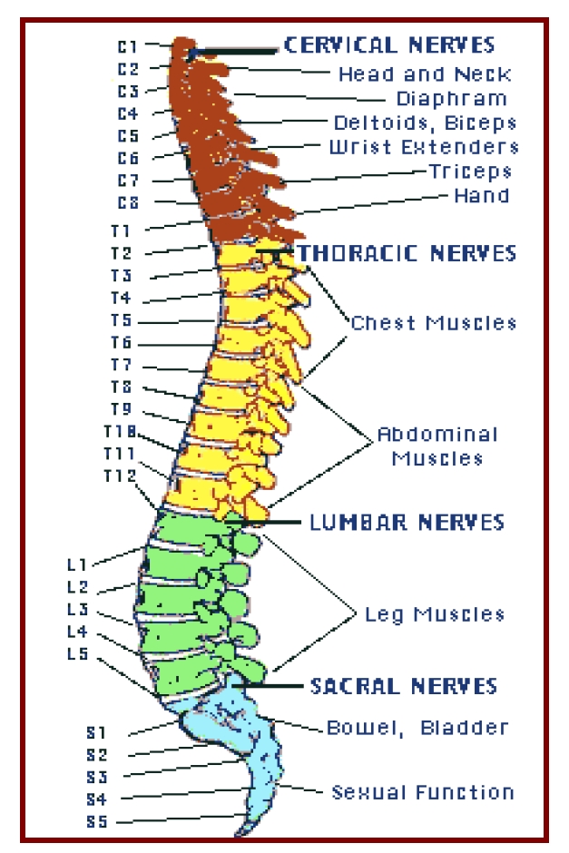 spinal-anatomy-diagram