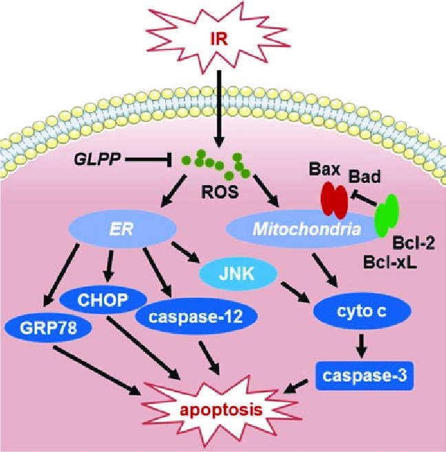 5 Schematic diagram of the signal pathways involved in IR-induced apoptosis