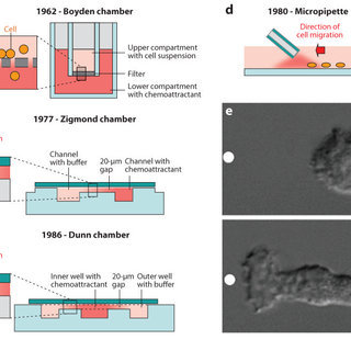 PDF) Microfluidic Technologies for Temporal Perturbations of 