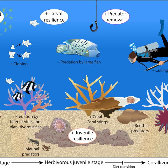 (PDF) Crown of thorns starfish life-history traits contribute to ...