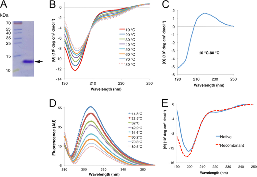 Circular Dichroism Spectroscopy Analysis Of Rpvlea6 Protein A Download Scientific Diagram