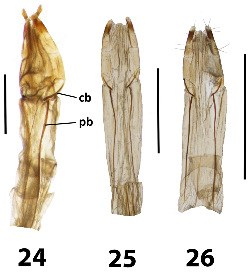 Leaus ovipositors: 24, L. tropicalis; 25, L. monteithi; 26, L. sp. cb—baculus of coxite 1; pb—baculus of paraproct. Scale bars 1 mm.  