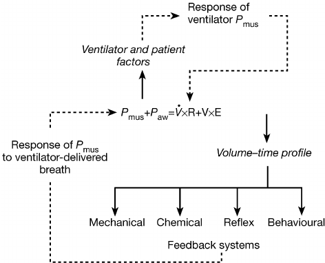 Variables That In Uence Patient Ventilator Interaction Dotted Lines Download Scientific Diagram