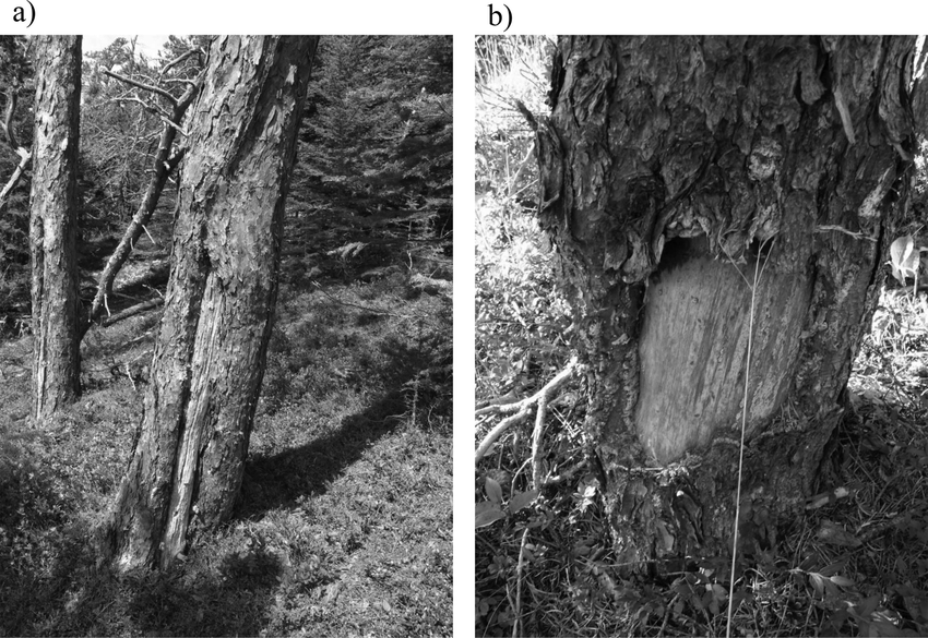 (a) Fire scar on a Jack pine and (b) porcupine feeding scar on a red pine. (Photo credit: Serge Payette, 20 May 2015.)