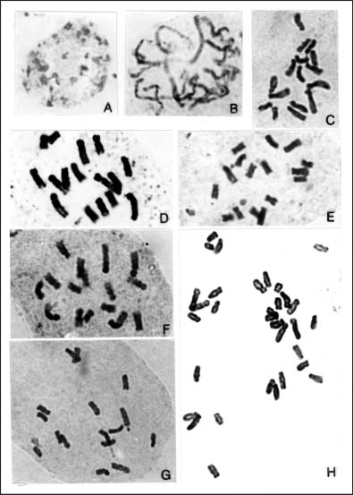 A. The resting nuclear of Salvia flava. B. The prophase of S. flava. C-H. The metaphase chromosomes of six species in Salvia. C) S. flava; D) S. digitaloides var. diaitaloides; E) S. trijuga; F) S. castanea; G) S. yunnanensis; H) S. przewalskii var. przewalskii. Bar 1 µm. 