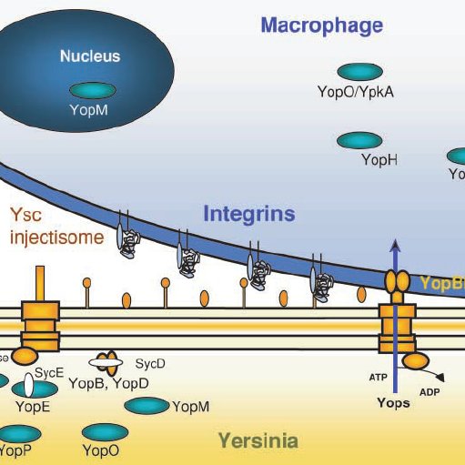 Secretion Of Yops By The Ysc Injectisome And Translocation Across The Download Scientific Diagram