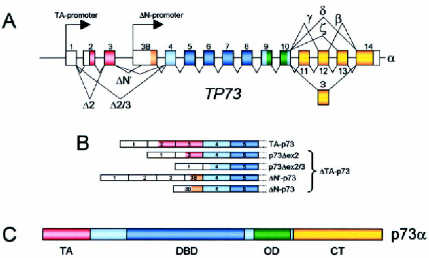 The Human P73 Gene Structure And Protein Isoforms A The Splicing