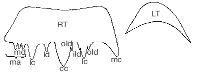 — Schematic drawing of a muricid radula (after Kool 1993). The morphology of the radula is described starting from the rachidian tooth followed by the lateral teeth. Abbreviations: see Material and methods.  