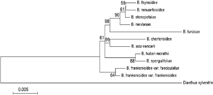 The maximum likelihood tree showing the genetic relationships between 11 Bolanthus species and outgroup Dianthus sylvestris, based on the trnL-trnF region of the chloroplast. Bootstrap values from 1000 bootstrap replicates are above the branches.