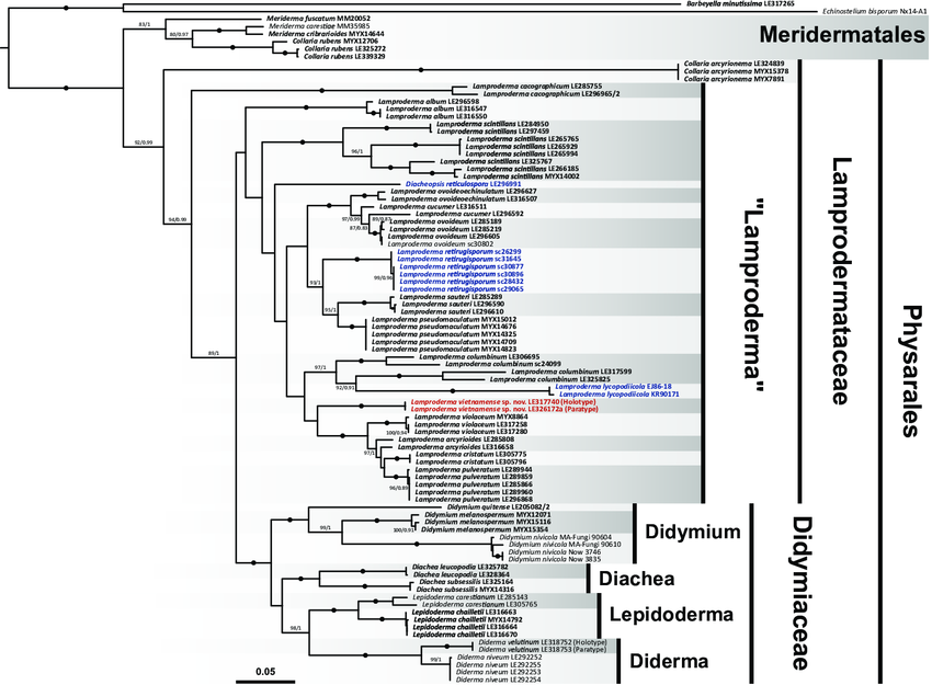 -Two-gene phylogenetic tree obtained with a Maximum Likelihood analysis of concatenated SSU and EF1α sequences from Lamproderma vietnamense (red font), 15 morphospecies of the genus Lamproderma, species of the genera Meriderma, Collaria, Diacheopsis, and members of the Didymiaceae, rooted with Barbeyella minutissima and Echinostelium bisporum (Echinosteliales). Labels depict species names and herbarium numbers of the studied specimens. Bold font indicates sequences obtained in this study; coloured font indicates Lamprodermataceae species with reticulated spores. Branch supports are shown only for ultrafast bootstrap replicates/Bayesian posterior probabilities ≥ 80/0.8; black dots indicate maximum supports in both analyses (= 100/1); the scale bar represents the mean number of nucleotide substitutions per site.
