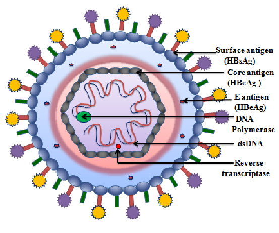 Structure of Hepatitis B virus. | Download Scientific Diagram