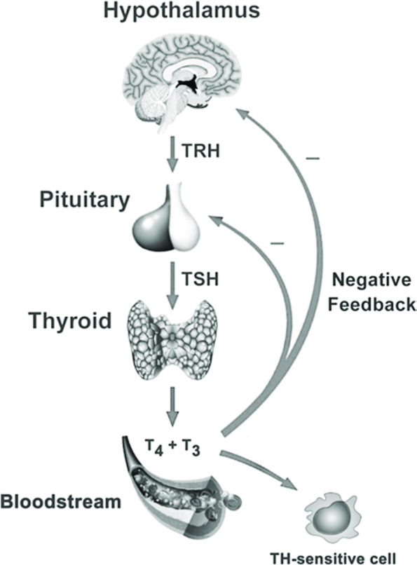 The Hypothalamic-Pituitary-Thyroid axis, including the roles of thyrotropin releasing hormone (TRH), thyroid stimulating hormone (TSH), thyroxine (T 4 ) and triiodothyronine (T 3 ). Other forms of thyroid hormones are not included (e.g. T 2 and rT 3 ). Minus indicates a negative feedback loop. Reproduced with modifications from (Boas et al., 2006).