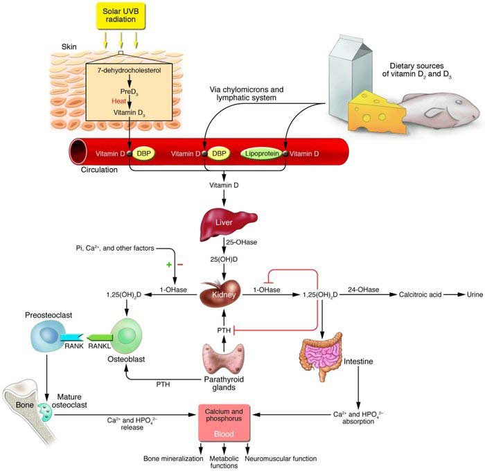 Metabolic pathways of Vitamin D | Download Scientific Diagram