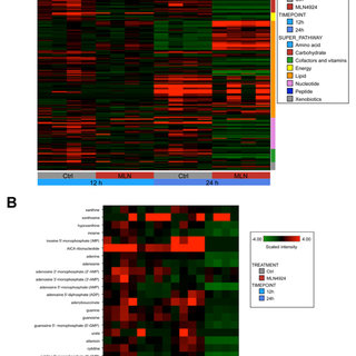MLN4924 disrupts nucleotide metabolism in AML cells | Download ...