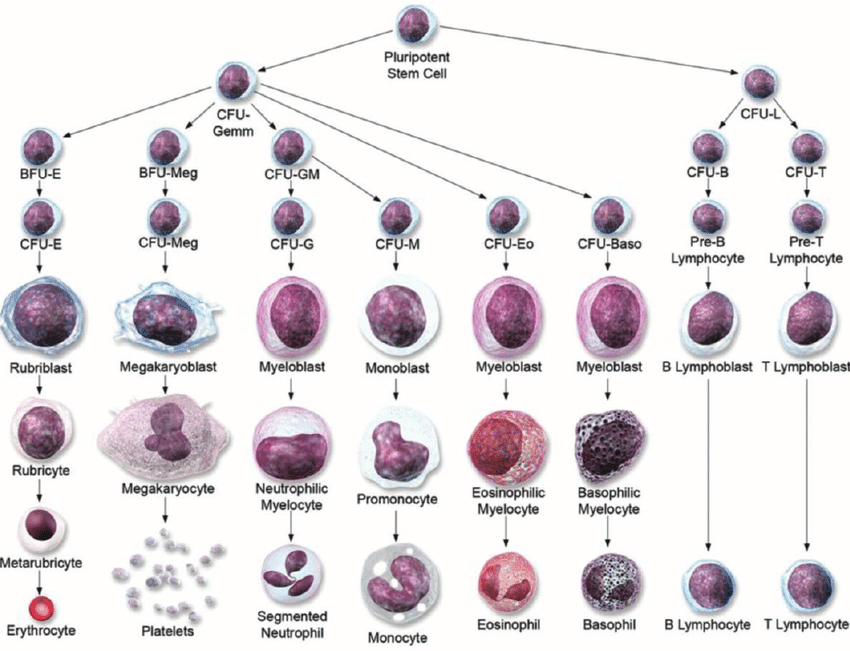 Cellular Differentiation คือ อะไร