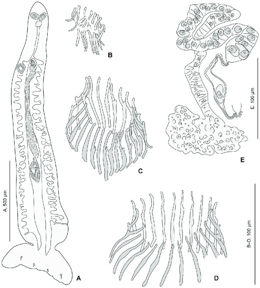 A revision of Plectanocotyle (Monogenea, Plectanocotylidae), with