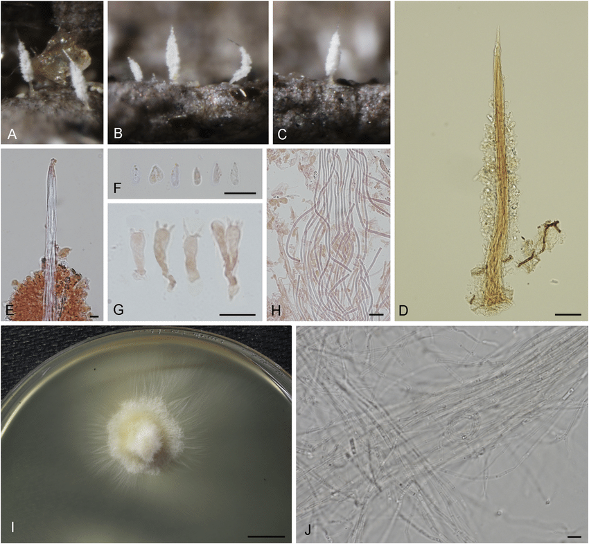 Ceratellopsis acuminata (epitype, Huhtinen 15/07, S). A-C. Dried basidiomata. D. Basidioma observed using a light microscope. E. Close-up of basidioma apex. F. Basidiospores. G. Basidia. H. Medullar hyphae resembling skeletal hyphae. I. One-year-old culture in MEA, kept at 5 °C (culture ex-epitype, CBS 146691). J. Hyphae from cultured mycelium (culture ex-epitype, CBS 146691). Mounting media were Melzer's reagent (D), Congo Red in ammonia (E-H) and water (I). Scale bars: D = 100 μm, E-H = 10 μm; I = 10mm. Photographs I. Olariaga.