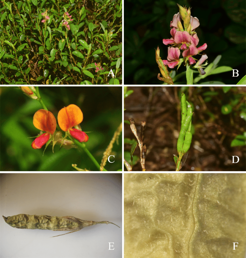 Alysicarpus vaginalis (L.) DC.: A. habit; B. inflorescence showing purplish pink flowers; C. orangish-yellow flowers; D. young fruits; E. dried fruit with persistent calyx (Satthaphorn & Leeratiwong 74); F. fruit surface showing obscurely coarsely reticulate veins (Satthaphorn & Leeratiwong 74). Photos: A-B & D-F by J. Satthaphorn and C by C. Leeratiwong. 