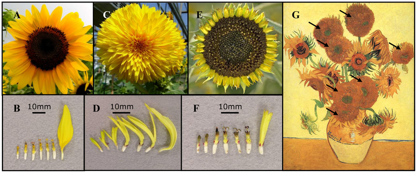 Floral Symmetry In Sunflower And The Similarity Of The Double Flowered Download Scientific Diagram