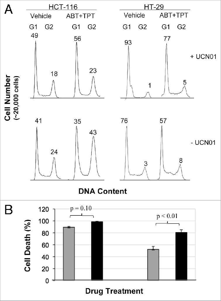 effect of UCN-01 on the cell cycle distribution and cell death in cells treated with veliparib plus topotecan. after 24 h exposure to veliparib plus topotecan, the cultures were washed, and UCN-01 (100 nM) or vehicle was added for an additional 18 h. (a) Cell cycle effects of veliparib in combination with topotecan in the presence and absence of UCN-01. The numbers above G 1 and G 2 peaks indicate the percentage of cells in each phase of the cell cycle. (B) percent change, relative to vehicle treatment without UCN-01, of cell death by veliparib plus topotecan without UCN-01 (gray bar), and with UCN-01(black bar) assessed by clonogenic assays. shown are the representative data of two independent experiments. aBT, aBT-888; TpT, topotecan. 