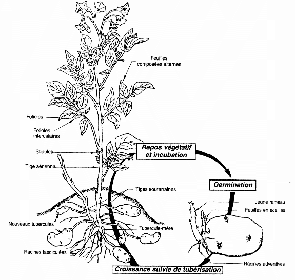 Cycle Vegetatif De La Pomme De Terre D Apres Soltner 1999 Download Scientific Diagram