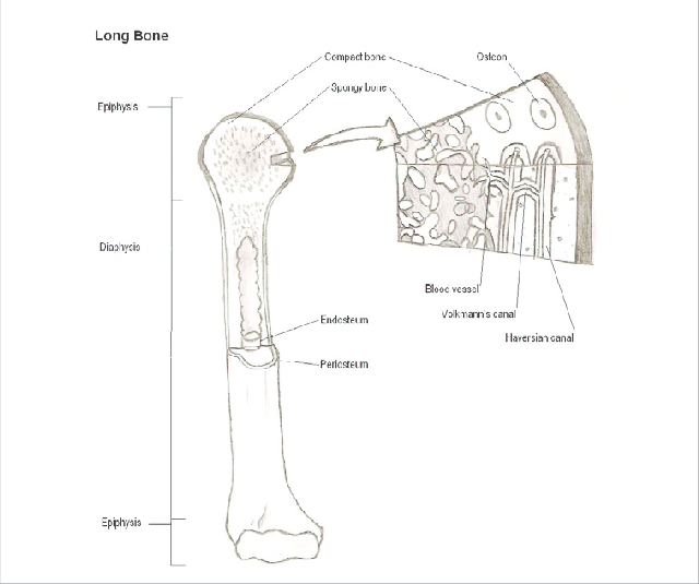 microscopic structure of bones