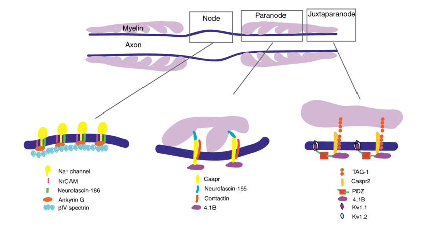 Molecular composition of domains at the node of Ranvier. Components of the nodes include neurofascin-186, NrCAM and voltagegated Na + channels, which are tethered to a complex containing ankyrin G and IV-spectrin. The paranodes contain a complex of Caspr, contactin and 4.1B at the axonal membrane, which binds to neurofascin-155 on the paranodal loop. The multiprotein complex in the juxtaparanode contains a cis complex of Caspr2 and TAG-1, which interact with 4.1B and a PDZ-domain-containing protein associated with the two shaker-type K + channels, K v 1.1 and 1.2. This complex is linked through a trans interaction with TAG-1 to the glial membrane.  