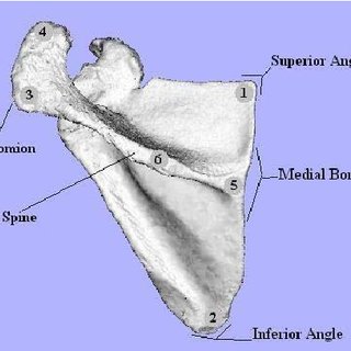 right scapula posterior view labeled