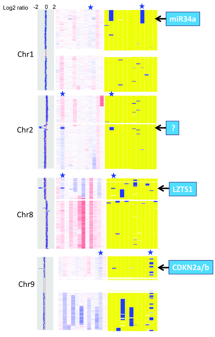 Copy number alteration in chromosome 1, 2, 8, and 9 DNA copy number changes are represented as pseudo-color gradients corresponding to the copy number increase (red boxes) and decrease (blue boxes) as compared to pooled normal samples. LOHs are represented as pseudo-color with LOH in blue and non-LOH in yellow. Star indicates tumor with DNA copy number tracing plotted at the left panel. Candidate tumor suppressor genes residing within the deleted or LOH regions are indicated by arrows.  