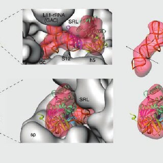 Docking Of Ef Tu And Trna Into The Cryo Em Density Of The Ternary Download Scientific Diagram