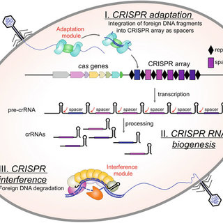 crispr immunity adaptive stages three