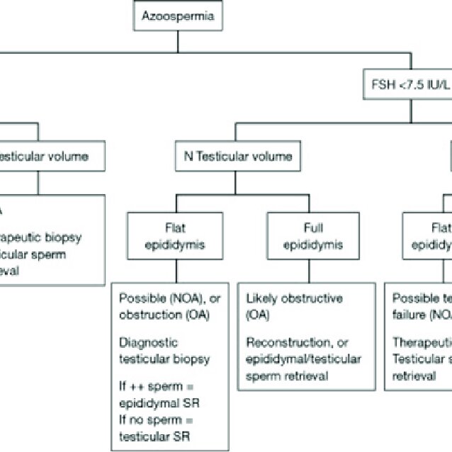 Etiologies for nonobstructive azoospermia & obstructive azoospermia. Download Scientific Diagram